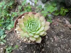 センペルビウム クロティルダ【抜き苗】多肉植物 - メルカリ