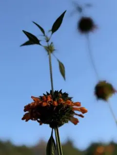 ライオンズイヤー（レオノチス）種　20粒➕おまけ