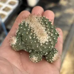 サボテン　菊水　綴化　希少　モンスト サボテン多肉植物】綴化・石化・モンストとは何？｜違いや特徴