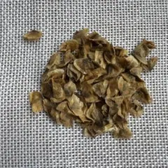 種子20粒」ボスウェリア・リバエBoswellia rivae - メルカリ