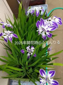 舞孔雀 カキツバタ 杜若 メダカのビオトープ等に 8 - メルカリ