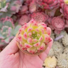現物　多肉植物　臙脂のサムネイル