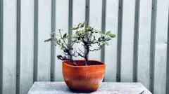 イチジク 盆栽 半懸崖 実有り 無花果 樹高37㎝ - メルカリ