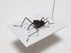 トゲトゲテントウムシダマシ 昆虫標本 Cacodaemonフトタマムシ - メルカリ