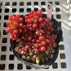 2026年最新】虹の玉の人気アイテム - メルカリ