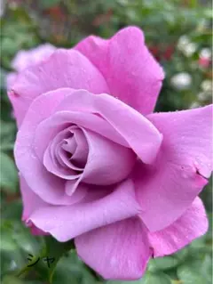 ぴ―介様 リクエスト 4点 まとめ商品