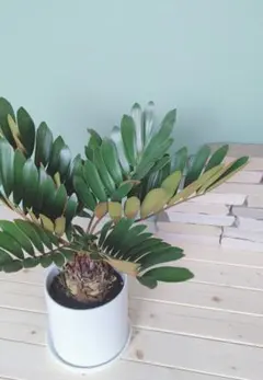 2025年最新】ザミアプミラの人気アイテム - メルカリ