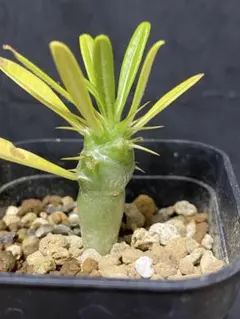 2025年最新】アンボンゲンセの人気アイテム - メルカリ