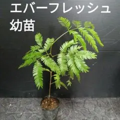 K！エバーフレッシュ　種　140粒　新鮮 IMG_7023_720x.jpg