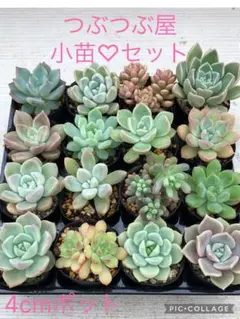 韓国苗 45苗ちびちゃん詰め合わせ！多肉植物 MIX苗 交配苗など