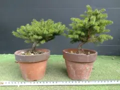 【鉢ごと/翌日発/沖縄離島不可】蝦夷松　エゾマツ 盆栽　４号鉢 2鉢セットのサムネイル