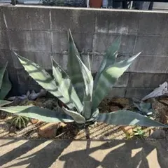 2026年最新】アガベ アメリカーナ 大株の人気アイテム - メルカリ