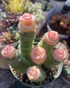 2026年最新】多肉錦の人気アイテム - メルカリ