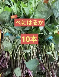 2026年最新】ふくむらさき苗の人気アイテム - メルカリ