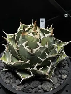 アガベ　チタノタ　白豪刺　斑入り？　（検　SAD 白鯨　オテロイ fit=scale-down,w=1200