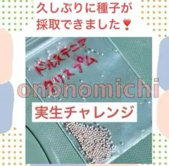 【早い者勝ち★すごく可愛い♥】　ドルステニア　クリスプム　種子3粒＋2粒　eのサムネイル