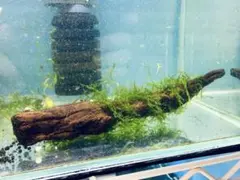 Hymenophyllum acanthoides 増殖株 シダ コケシノブ - メルカリ