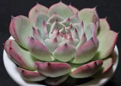 多肉９　中里リンゼアナ × バニラココ　札付　き　ポットごとメルカリ便 多肉植物 miyaさん苗 つむぎx(中里リンゼアナxMG) 札付き - メルカリ