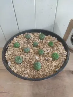 B-58 珍品 プセウドリトス マッコイ 抜き苗発送 B-58 珍品 プセウドリトス マッコイ 抜き苗発送 B-58 珍品