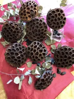 ハスの実（花托）　8個