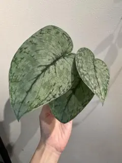 訳あり特価　Scindapsus Yupa ③ 訳あり特価 Scindapsus Yupa ③ 訳あり特価 Scindapsus Yupa ③