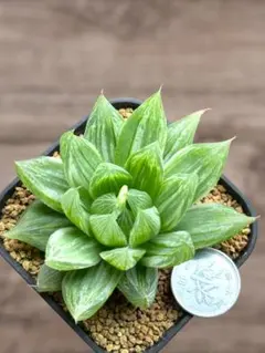 2025年最新】品種名：ハオルチア ハオルチア・アロエの人気アイテム