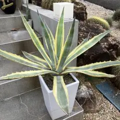 アガベアメリカーナ マルギナータ 2色 黄色緑 1個