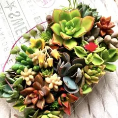そのまま飾れる多肉植物寄せ植え こぼれ鉢 管理書付き - メルカリ