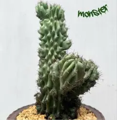 ✨Wild✨柱サボテンセレウス①岩石獅子 鬼面角綴化 多肉植物サボテンのサムネイル