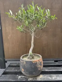 オリーブの木 ホワイト 5号 約60cm NO.1004 希少品種 現品掲載 - メルカリ