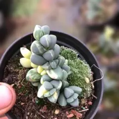 Top【選抜株】多肉植物　361435ローラ　40個　鉢無し/脱土 Top【選抜株】多肉植物 361435ローラ 40個 鉢無し/脱土 - メルカリ