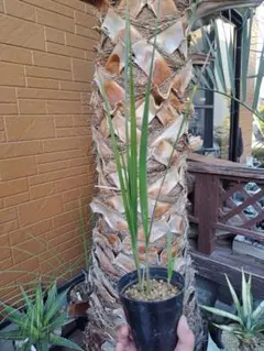 2026年最新】ココスヤシ シルバーの人気アイテム - メルカリ