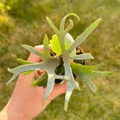 2025年最新】yellow moon dwarfの人気アイテム - メルカリ