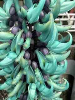 Max様 専用※同梱