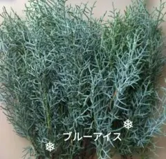 コニファー ブルーアイス♪クリスマスXmasお正月しめ縄飾り注連縄ネコポス発送
