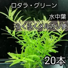 ロタラ・グリーン 水中葉 20本のサムネイル