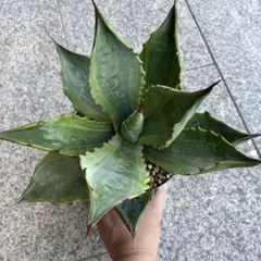 2025年最新】アガベスノーフォールの人気アイテム - メルカリ