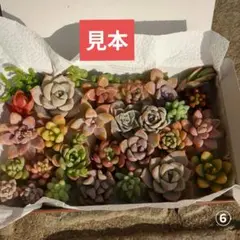 ❤️多肉植物❤️カット苗詰め合わせ　多肉弁当　寄せ植えセット　つぶつぶ⑥