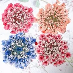 押し花素材＊レースフラワー　大サイズ35