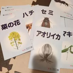 ベビーパーク教材 オリジナルピクチャーブックレット40冊