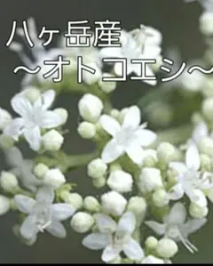 オトコエシ 宿根草 6苗のサムネイル