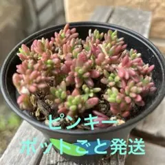 michi様 リクエスト 2点 まとめ商品