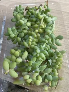 Rose様 リクエスト 4点 まとめ商品