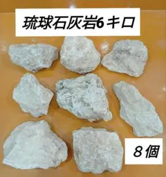 琉球石灰岩　原石　沖縄産自然石　ガーデニング　インテリア雑貨　6キロのサムネイル