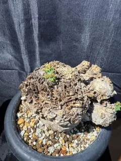 u*a様 27 ユーフォルビア クラビゲラ 現地球 新鮮特大株 ベアルート 現地 u*a様 27 ユーフォルビア クラビゲラ 現地球 新鮮特大株