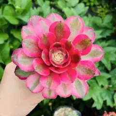 特価多肉植物新品種 アエオニウム女神錦 4苗 根土付き 写真通りに発送