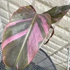 Sサイズ ムサノノバナナ苗 Musa Nono Pink 斑入り MN8 斑入りバナナ ムサノノ(ピンク)Musa nono pink variegata Nono