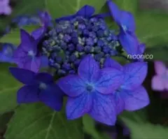 【花苗】ヤマアジサイ　おりひめ　大苗　6号　タグ付き　メルカリ便発送 花苗】ヤマアジサイ おりひめ 大苗 6号 タグ付き メルカリ便発送