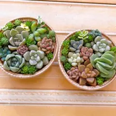 ①【メルカリ便】多肉植物 寄せ植え そのまま飾れる セダム【2個