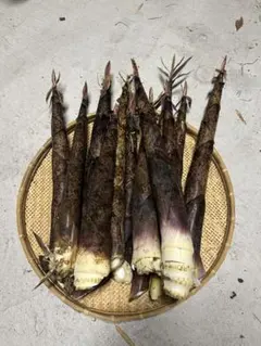 アク少ない真竹の筍 千葉産地直送 新鮮10kg ぬか付き．穗先カット
